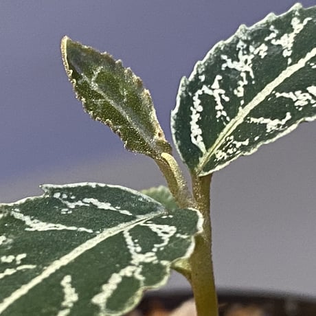 Ardisia sp. from Sumatera barat [TB]