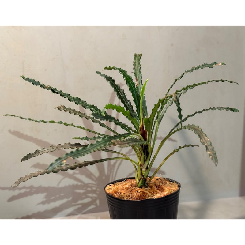 フェネストラタルム　ムリアディ　TB便 Fenestratarum mulyadii from East Kalimantan | M