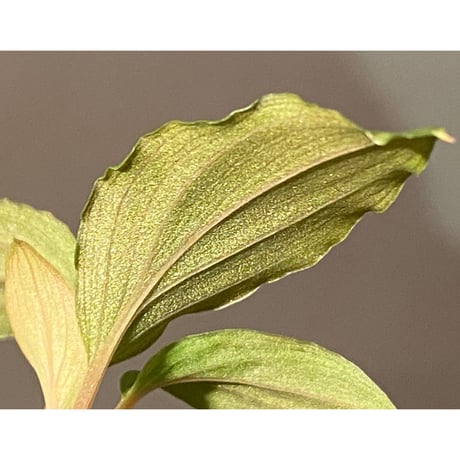 Homalomena humilis from Cameron Highlands [TK150815]