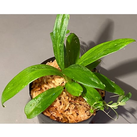 Schismatoglottis sp. "初霜錦" from Murung raya [LA0515-05]