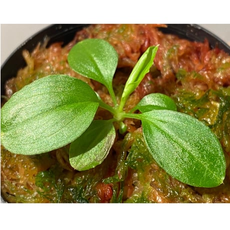 Homalomena sp. "Kayu Lapis" White Kal-barat [TB]