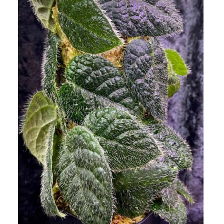 Ficus sp. from Selangor