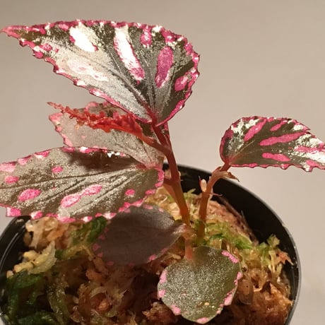 Begonia sp. from Julau [R1214-01b] ボッチ株