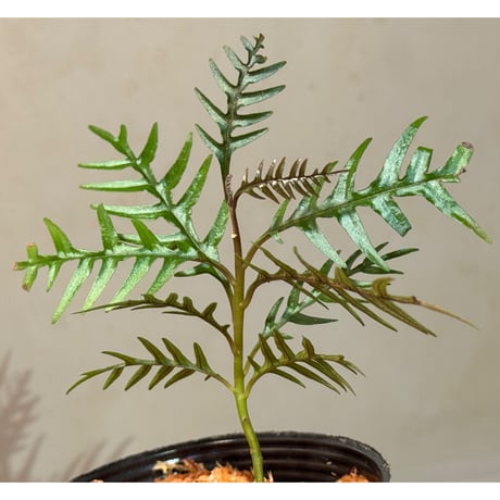 Labisia sp. from Central Papua