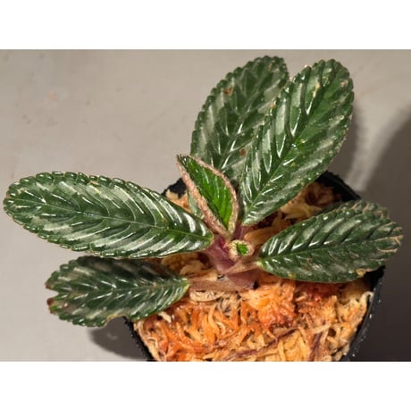 Acranthera sp. from Sekadau