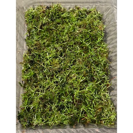 Moss from Ipoh State Malaysia