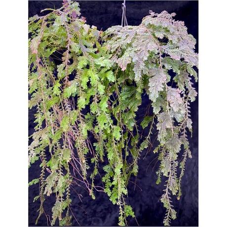 Selaginella sp. from Iquitos Peru [tanakay]