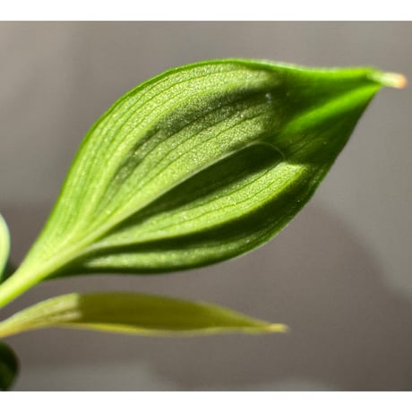 Homalomena sp. from Kuala Balah [TK270316]