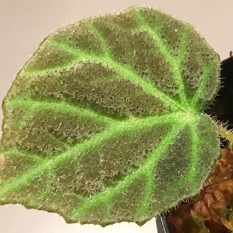 Begonia sp. from Sumpur [TK031117]
