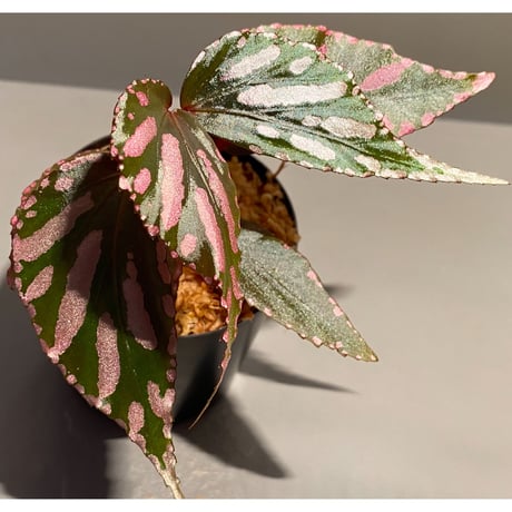 Begonia sp. ぼっち株 from Julau [R1214-01b]