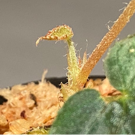 Begonia pavonina from Malaysia