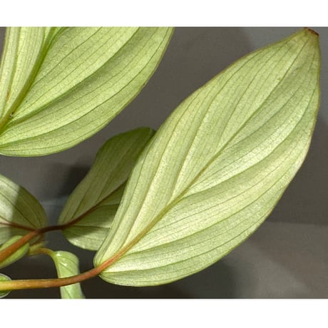 Philodendron sp. from Iquitos Peru [tanakay]