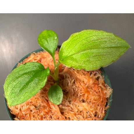 ホマロメナ | STORES