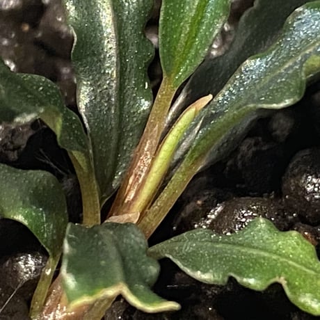 Bucephalandra sp. from "Mangat" [MF0417-2A] ①