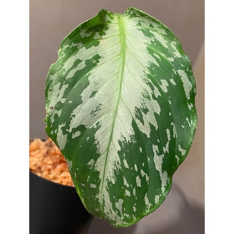 Schismatoglottis Rongisupata from West Kalimantan [KN]