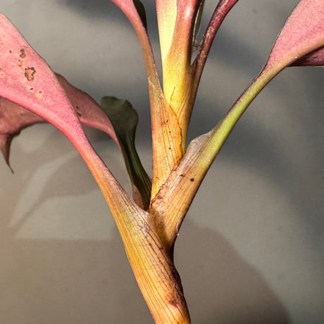 Dracaena sp. from Landak West Kalimantan