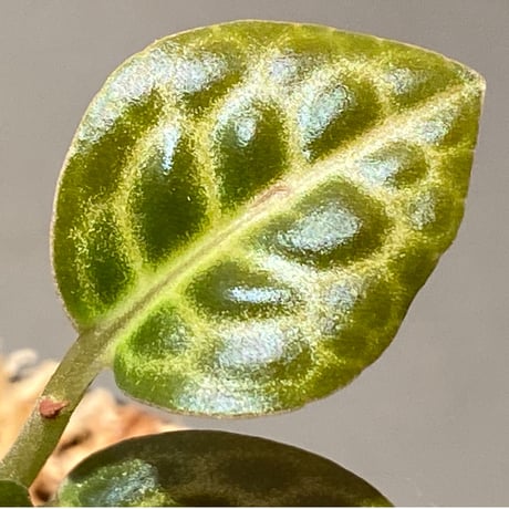 Ardisia sp. "Turtle Back" from Borneo