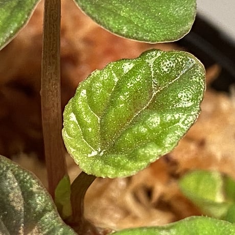 Peperomia meridiana from Ecuador [tanakay]
