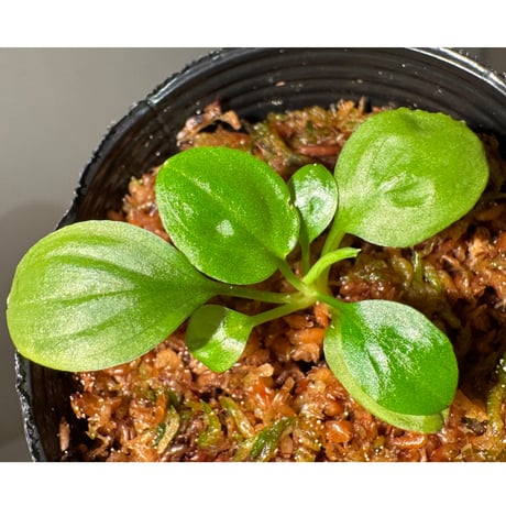 Homalomena sp. "Kayu Lapis" White Kal-barat [TB]
