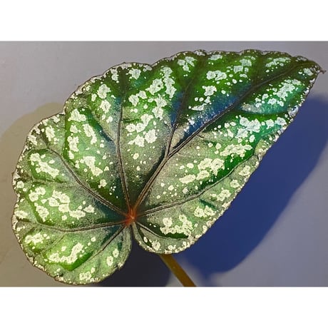Begonia handelii var. prostrata from Viet Nam