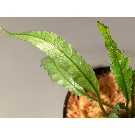 Microsorum sp. Short Dragon Tail