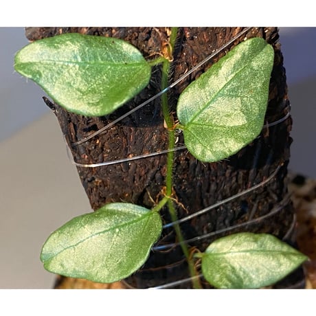 Ficus sp. from Murung raya [LA0515-05]