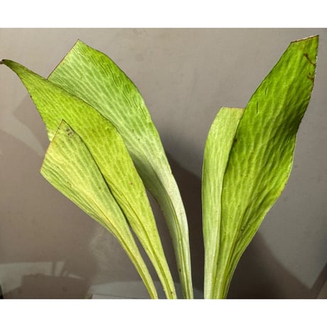 Antrophyum sp. from Aceh sumatera