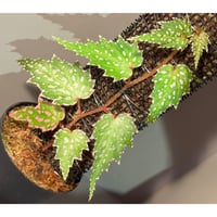 Begonia sp. from Luzon Aurora Philippines 標高500m付近　[KSB]