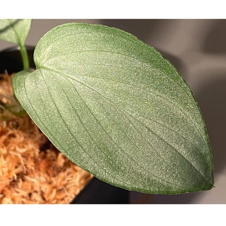 Homalomena sp. "Emerald Silver × ?" wf1 from Kepulauan Riau [KZT]