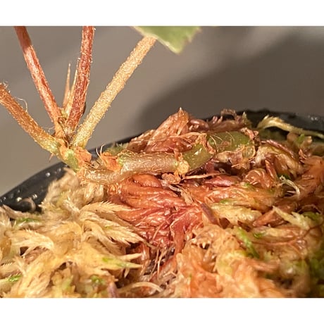 Begonia sp. f1 from Sumatera [NT ORCHID]