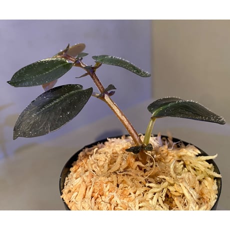 Argostemma hookeri from Malay Peninsula