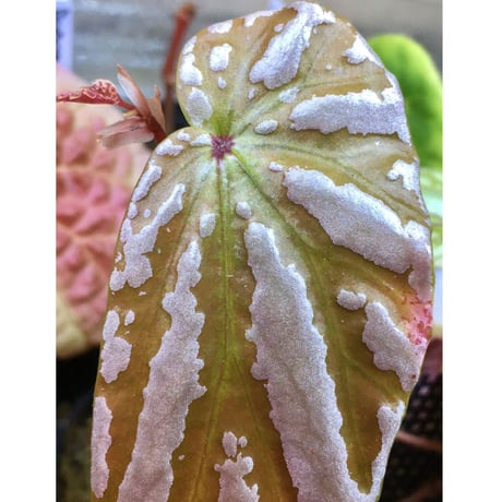 Begonia sp . "雪の宿" from Lampung sumatera [LA0217-01]