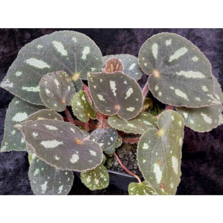 Begonia sp. from Cao Bang [YH050519] TK