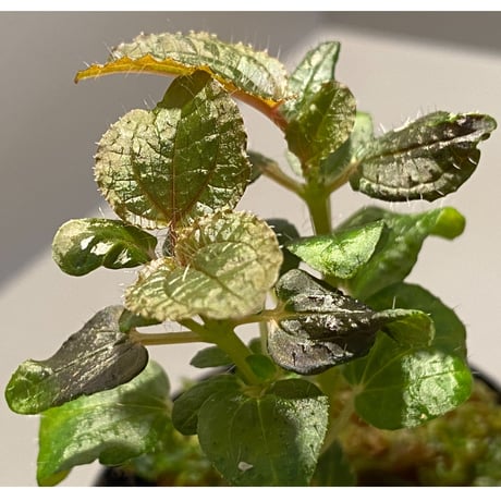 Phylagathis sp. from Cao Bang. Vietnum