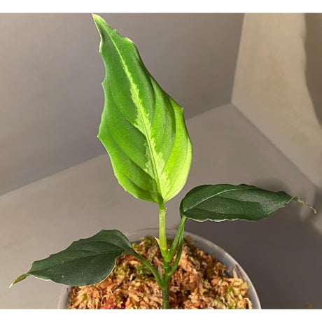 Aglaonema pictum "BB4.5th" BNN from Sibolga timur [AZ0617-43] No4