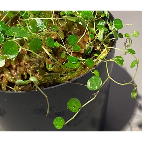 Pepeperomia emarginella from Colombia [LA0316-03]