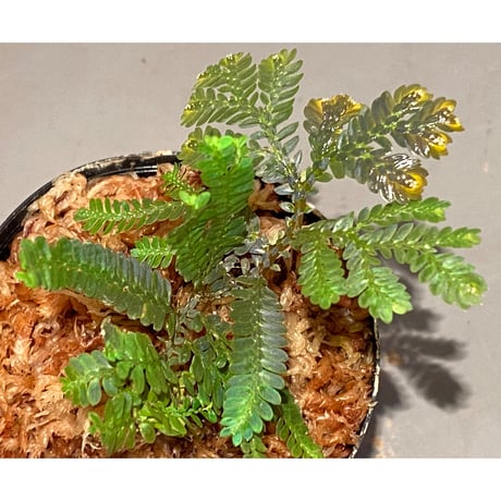 Selaginella picta