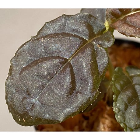 Ardisia sp. from Lao Cai-E [R0517-01]