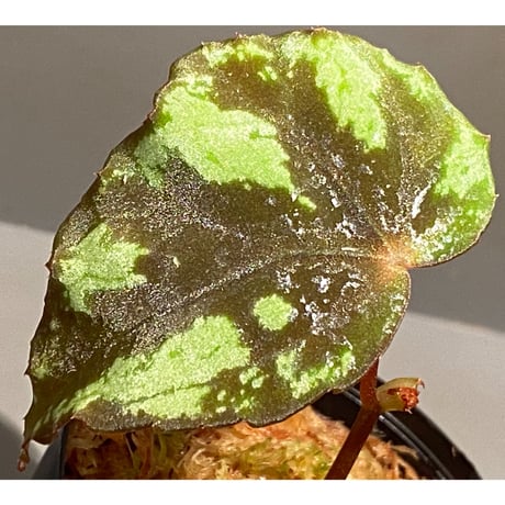 Begonia sp. from North Toraja [S0919-06] STRINGE PLANTS
