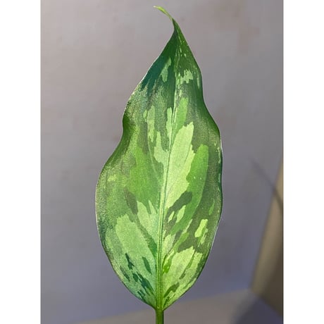 Aglaonema pictum from Aceh sumatera [LA0121-01z-b] ①
