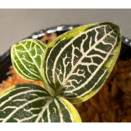 Ludisia discolor Variegata '黄桜-Kizakura-' [GK20-006]