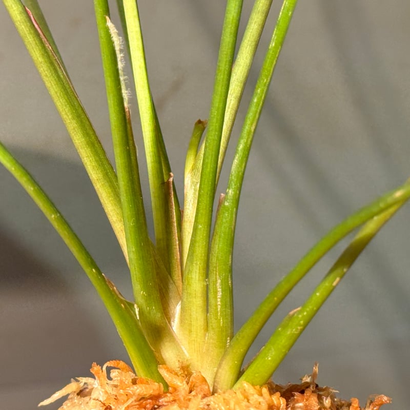 Homalomena limnogena from Pulau Belitung [カミハタ