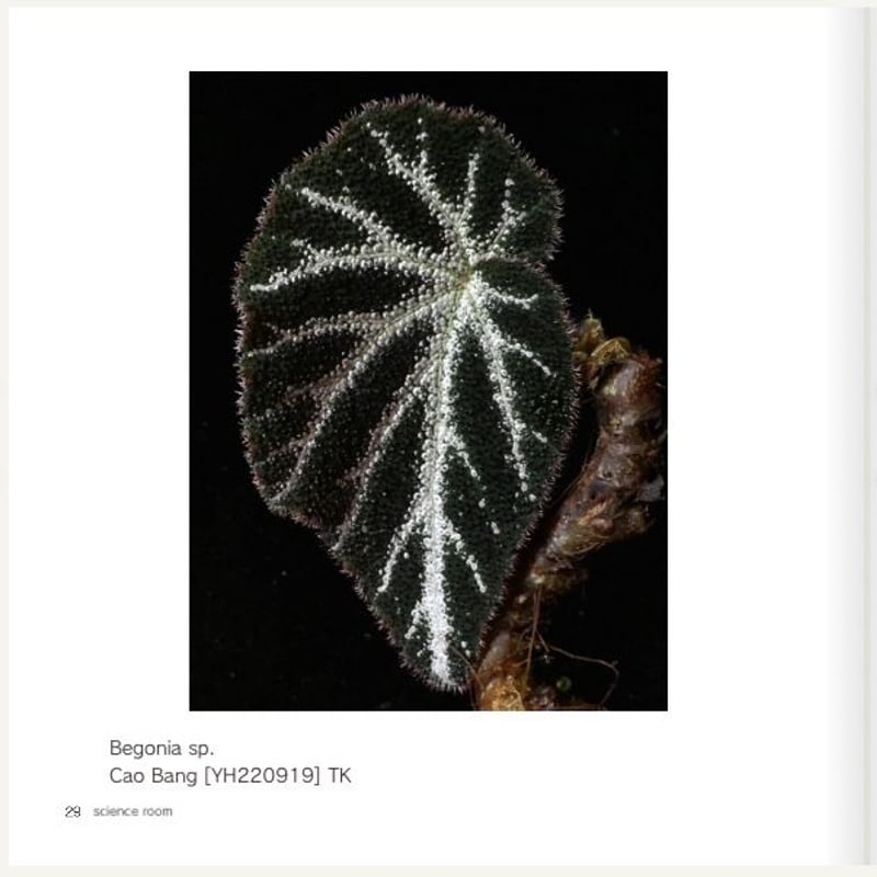 peculiarman　Begonia 5点同梱発送 peculiarman Begonia 5点同梱発送 Begonia sp. from North