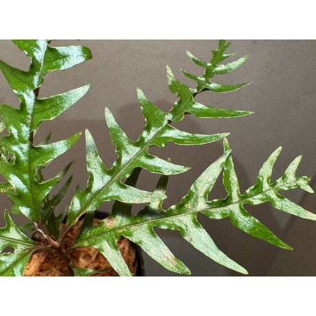 Labisia sp. from Central Papua ①