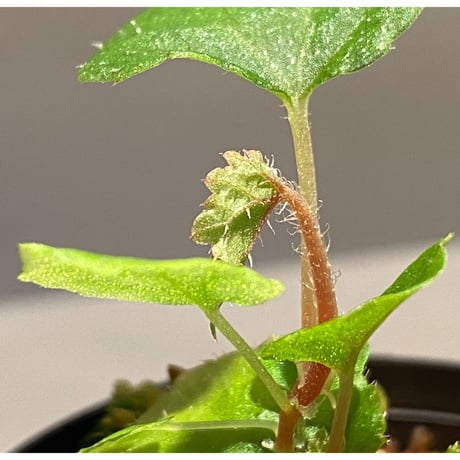 Begonia sp. from Ha Noi [TK140617]