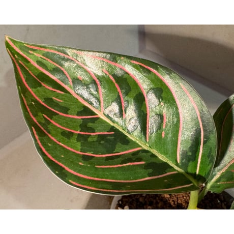 Aglaonema Red Army