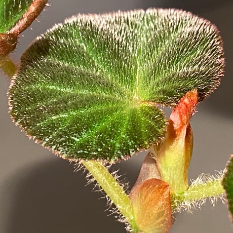 Begonia sp. from Manaus