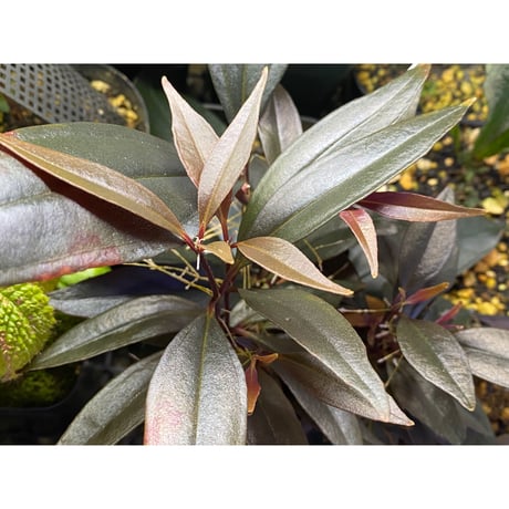 Medinilla sp. from Irian Jaya Papua