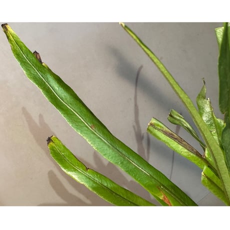 Elaphoglossum eximium [ECUAGENERA]