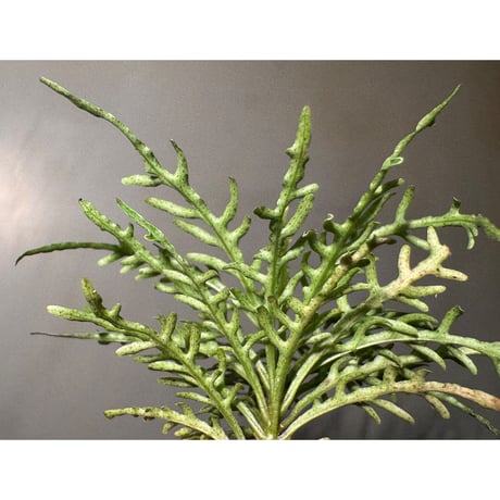 Ardisia sp. from Jambi sumatera